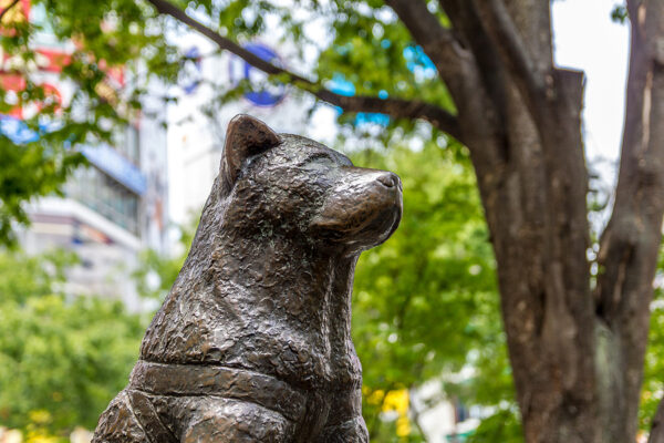 5 Ways to Celebrate Your Pet's Life After Their Passing - Hachiko Memorial Statue in Tokyo, Japan