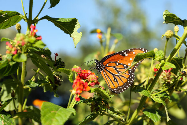 Beautiful Orange Monarch Butterfly On Plant Outdoors